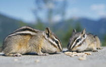 Two Chipmunks on the ground eating nuts USA