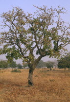 Shea nut tree in savannah grassland.