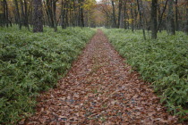Fallen leaves on a trail near Senjonohara  path