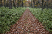 Fallen leaves on a trail near Senjonohara  path