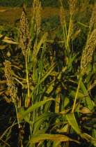 Detail of ripe sorgham crop