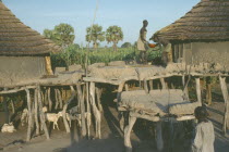 Two Dinka dwellings raised on tree trunks to survive heavy rain during the wet season with livestock tethered below.