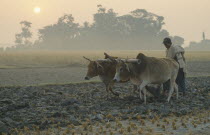 Farmer ploughing with pair of bullocks at dawn.
