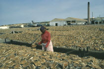 Woman sorting dried fish laid out on racks around her.