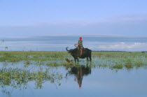 Cowboy on water buffalo in wet savanna.Brazilian Amazon Brasil