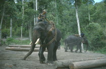 Working elephants clearing tropical hardwood forests.deforestation
