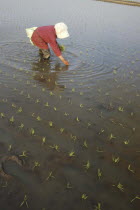 Elderly woman planting rice by hand