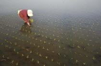Elderly woman planting rice by handFumiko Sase  74 years old