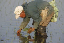 Elderly man planting rice by handSatoru Sase  78 years old