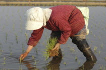 Elderly man planting rice by handSatoru Sase  78 years old