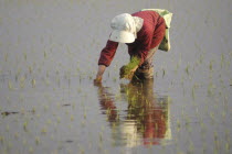 Elderly woman planting rice by handFumiko Sase  74 years old