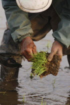 Elderly man planting rice by handSatoru Sase  78 years old