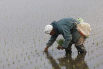 Elderly man planting rice by handSatoru Sase  78 years old