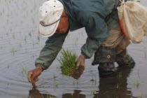 Elderly man planting rice by handSatoru Sase  78 years old