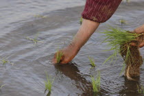 Close up view of elderly womans hand planting riceFumiko Sase  74 years old