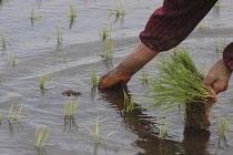 Close up of an elderly womans hands planting riceFumiko Sase  74 years old