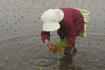 An elderly woman planting rice by hand.Fumiko Sase  74 years old