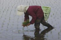 An elderly woman planting rice by hand.Fumiko Sase  74 years old