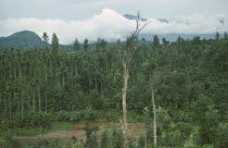 Tribal Village amongst green forest and lush vegetation.