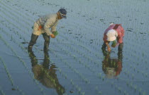 Couple planting rice seedlings in paddy by hand.
