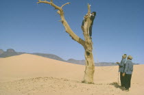 Tuaregs collecting firewood by pulling down dead tree.