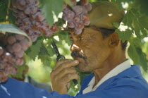 Worker on farm growing table grapes for export.Joubertsdaal