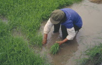 Transplanting rice in paddy field.