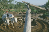 Farmer driving pair of oxen to raise water at village well.