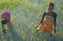 Women transplanting rice in paddy field.