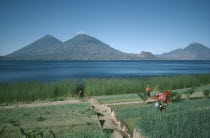 Market gardening on the shore of Lake Atitlan.  People watering onions.