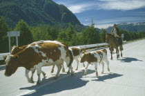 Gaucho on horseback driving cattle along road in Southern Patagonia region.cowboy