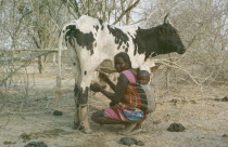 Baggara Arabs.  Woman from the Beni Halba tribe carrying child tied to her back while milking a cow.  Women are responsible for childcare and milking.Nomadic Muslim cattle herders also known as Shuwa...