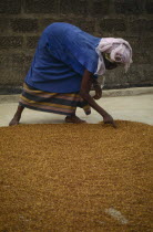Woman spreading grain on the ground to dry