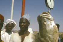 Fishing Festival.  Man weighing huge giwan ruwa fish caught during climax of three day festival.