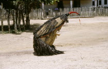Kayapo coconut dancerBrasil Brazil Xikrin Kaiapo Mebengorke