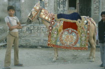 Boy holding pony wearing highly decorated saddle cloth and bridle in preparation for wedding ceremony.
