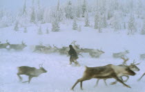 Reindeer running through snow with figure walking between them.