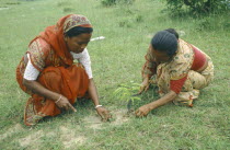 Women planting tree sapling as part of community reforestation project.
