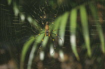 Golden Orb weaving spider on web.