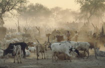 Dinka cattle camp.  Herd tethered to posts around thatched huts and tribespeople.