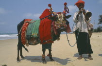 Lambini gypsy with his cow wearing decorated harness. BeachBar Dez