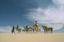 Camel train transporting salt from Bilma to Agadez