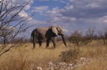 Single elephant wandering through Etosha National Park in Namibia