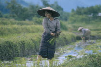 Woman working in rice paddy.