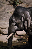 Portrait of a working elephant