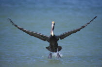 Marco Island in Florida.  Pelican  Pelican Occidentalis  in flight low over water  front on to camera.