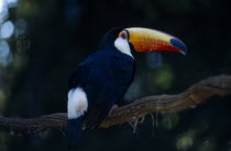 Brazil Tocan perched in tree