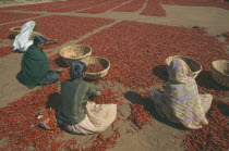 Women sorting drying Chillis on ground