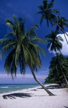 Empty golden sandy beach with leaning palm trees