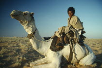 Bedouin camel herder sitting on kneeling camel  shelters against desert winter wind